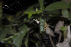 Leucauge blanda