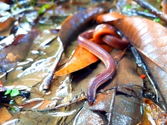 Atractus trilineatus