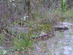 Bothrops jararacussu