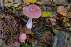 Mycena rosea