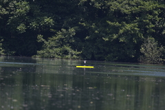 Ixobrychus minutus minutus