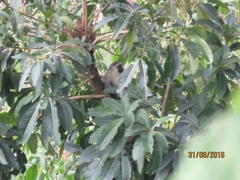 Chlorocebus tantalus