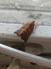 Scoliopteryx libatrix