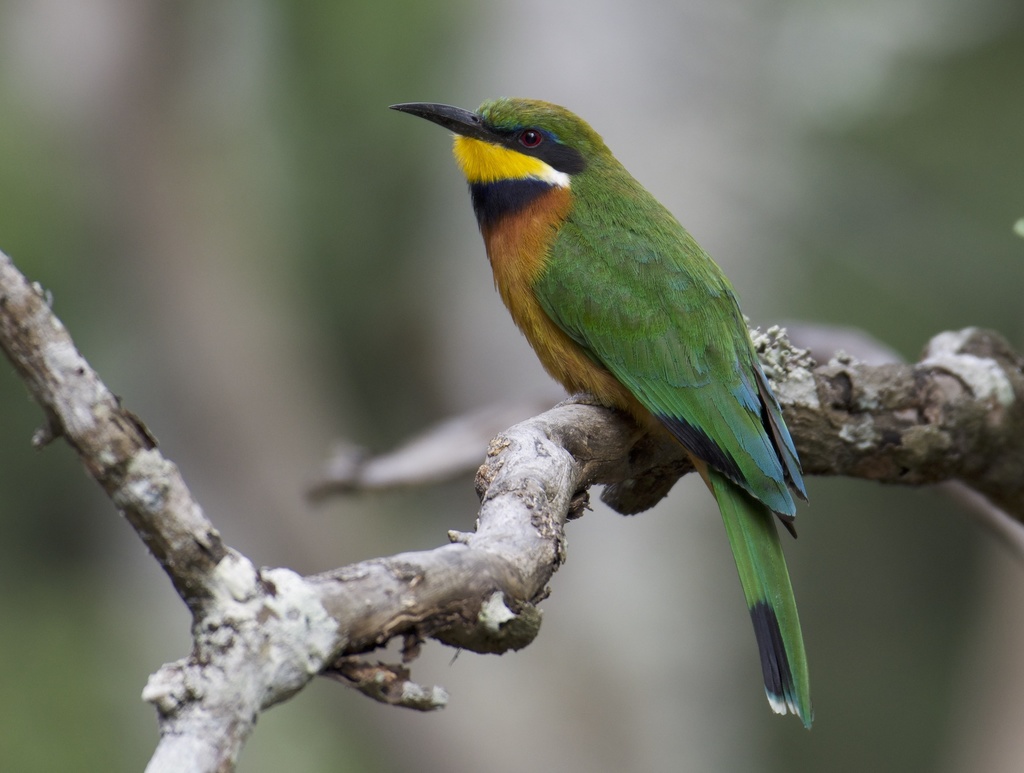 Cinnamon-Chested Bee-Eater