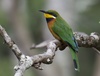 Cinnamon-chested Bee-Eater - Photo (c) Ad Konings, some rights reserved (CC BY-NC), uploaded by Ad Konings
