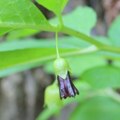 Scopolia caucasica