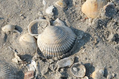 Anadara kagoshimensis