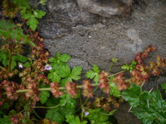 Geranium nepalense