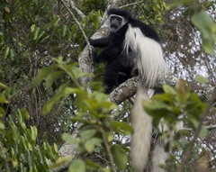 Colobus caudatus
