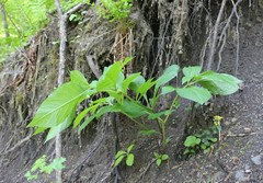 Scopolia caucasica