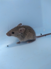 Mus musculus