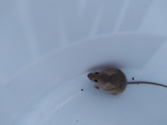 Mus musculus