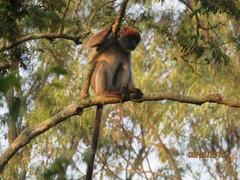 Piliocolobus tephrosceles