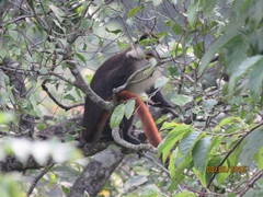 Cercopithecus ascanius