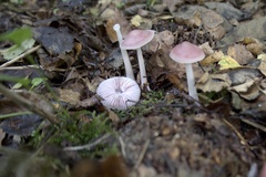 Mycena rosea