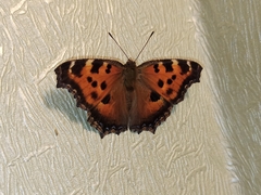 Nymphalis xanthomelas