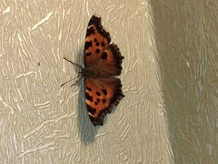 Nymphalis xanthomelas