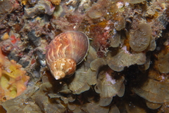 Phasianella ventricosa