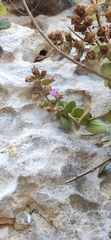 Origanum calcaratum