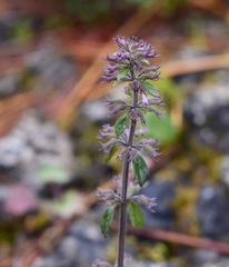 Hedeoma costata