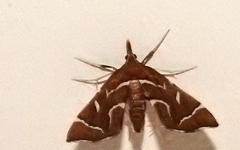 Panotima angularis