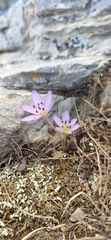 Colchicum cupanii