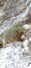 Seseli gummiferum