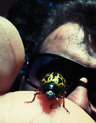 Calligrapha polyspila