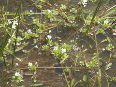 Oxalis natans