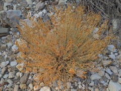 Penstemon fruticiformis