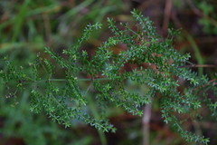 Galium microphyllum