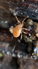Parasitidae