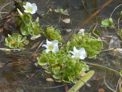 Oxalis natans