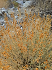 Penstemon fruticiformis