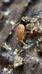 Parasitidae