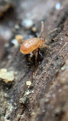 Parasitidae