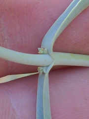 Penstemon fruticiformis