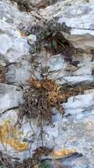 Centaurea raphanina mixta