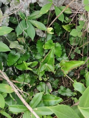 Mickelopteris cordata