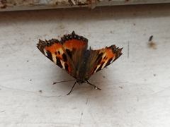 Aglais urticae