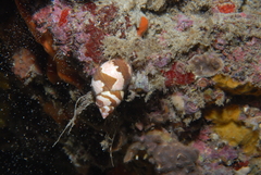 Phasianella ventricosa