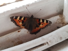 Aglais urticae