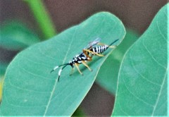 Lymeon orbus