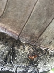 Camponotus hannani