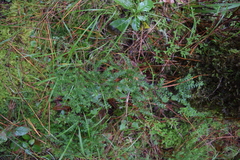Galium microphyllum
