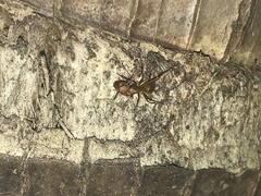 Camponotus hannani