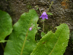 Campanula pallida