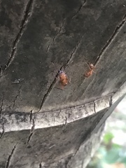 Camponotus hannani