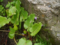 Campanula pallida
