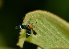Amblyscarta unifasciata